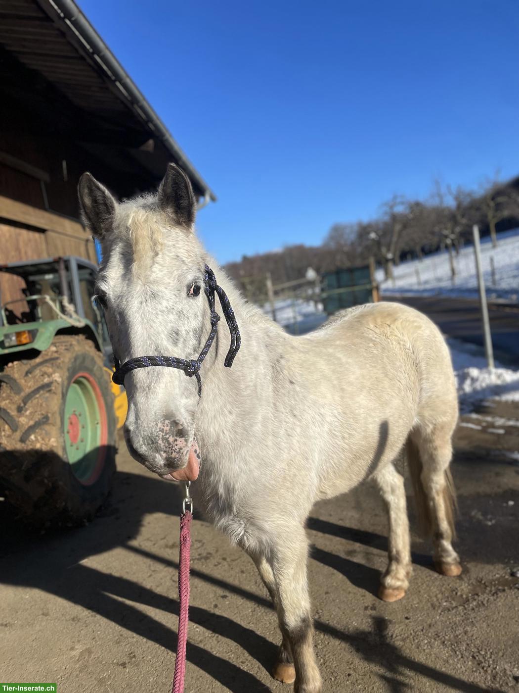 Bild 8: Mädchenpony Diego sucht ein neues Zuhause
