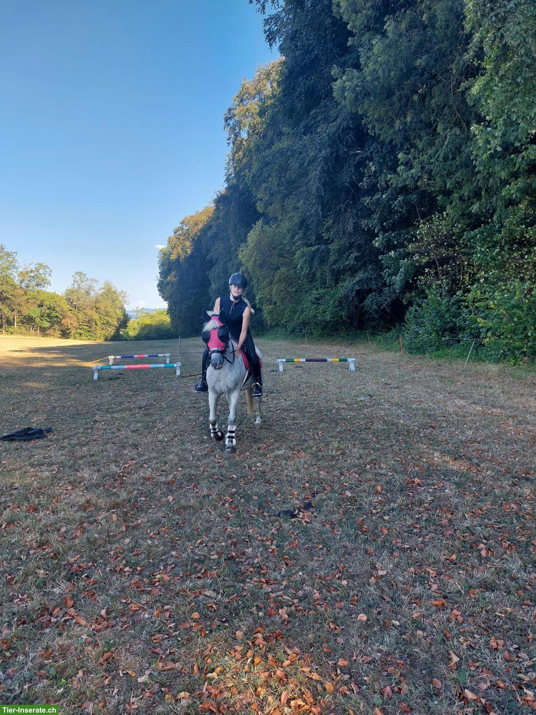 Bild 9: Mädchenpony Diego sucht ein neues Zuhause