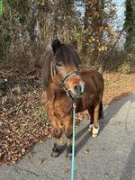 Shetlandpony x Welsh-A Mix Wallach