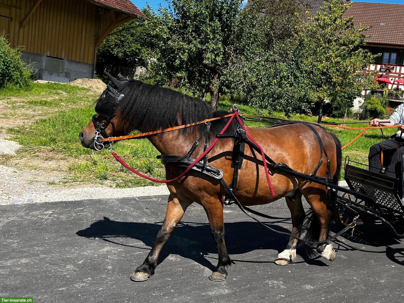 Bild 2: Shetlandpony x Welsh-A Mix Wallach