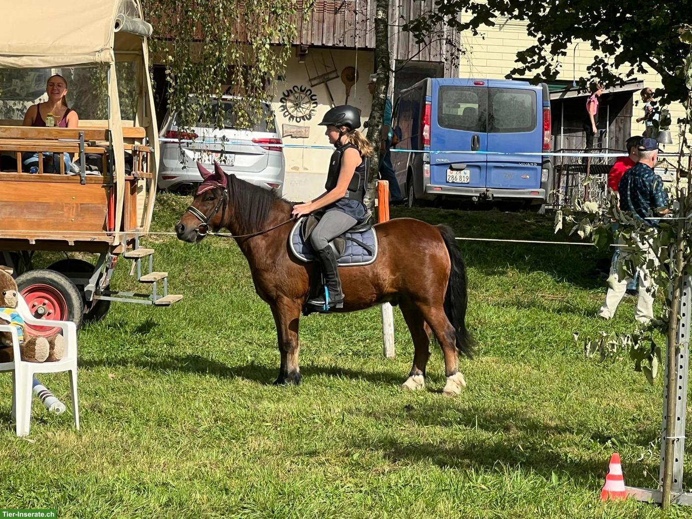 Bild 3: Shetlandpony x Welsh-A Mix Wallach