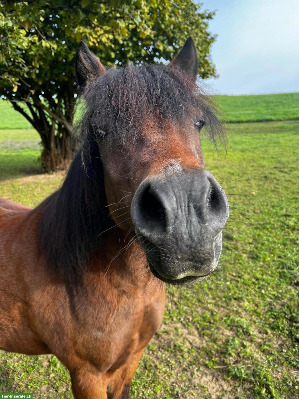 Bild 4: Shetlandpony x Welsh-A Mix Wallach