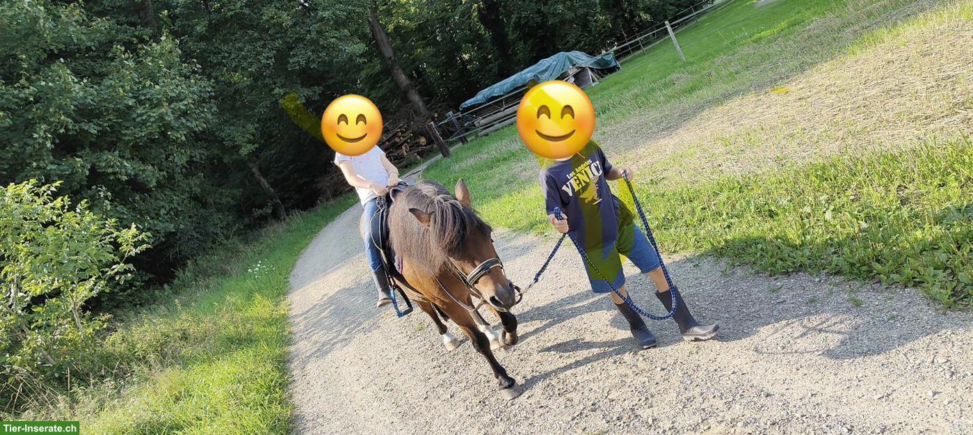 Bild 5: Shetlandpony x Welsh-A Mix Wallach