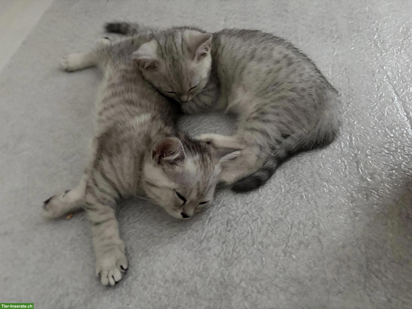 Britisch Kurzhaar Kitten zu verkaufen