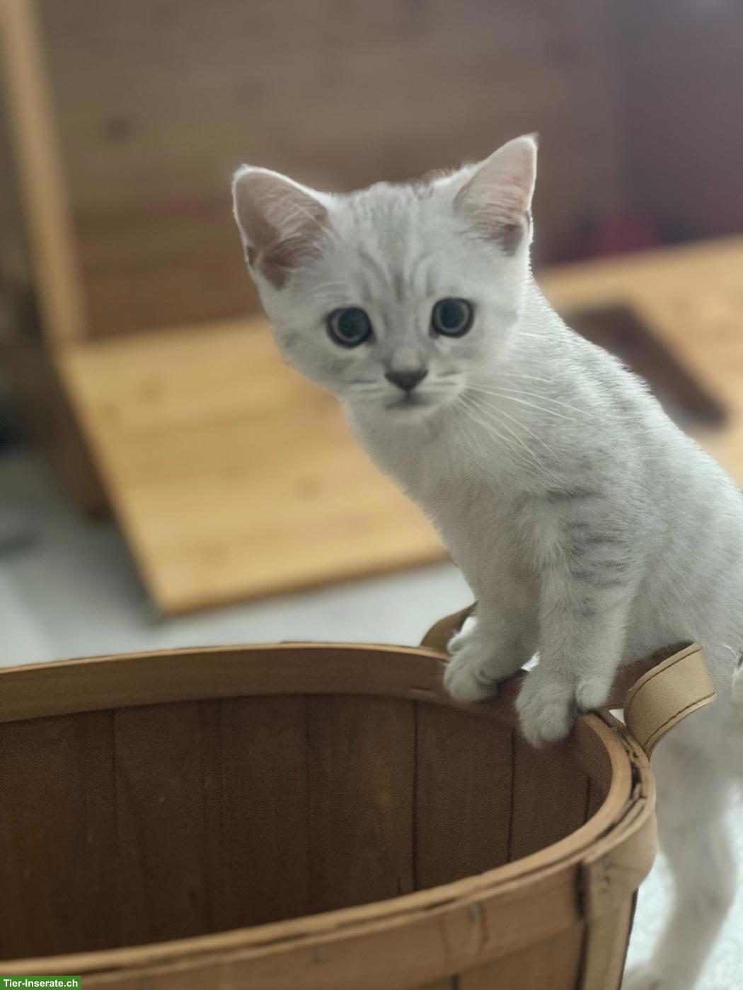 Bild 2: Britisch Kurzhaar Kitten zu verkaufen