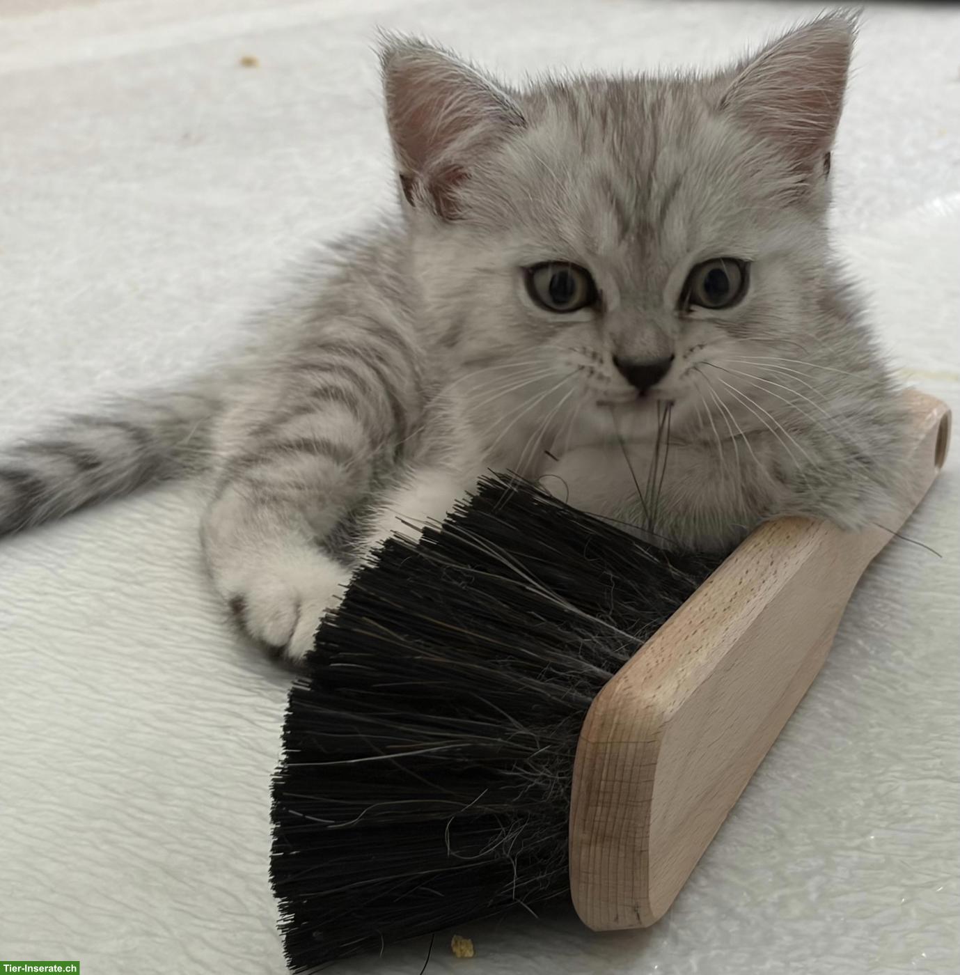 Bild 3: Britisch Kurzhaar Kitten zu verkaufen