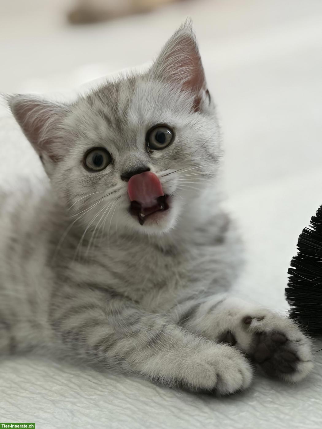 Bild 4: Britisch Kurzhaar Kitten zu verkaufen