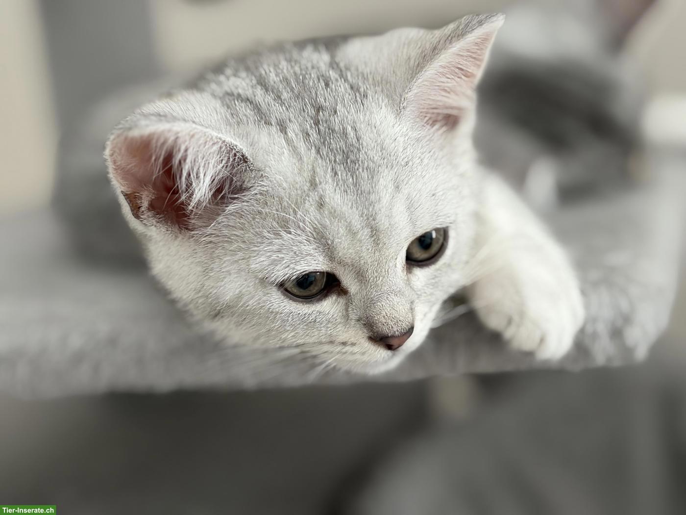 Bild 5: Britisch Kurzhaar Kitten zu verkaufen