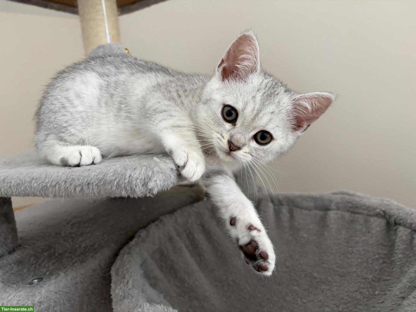 Bild 6: Britisch Kurzhaar Kitten zu verkaufen