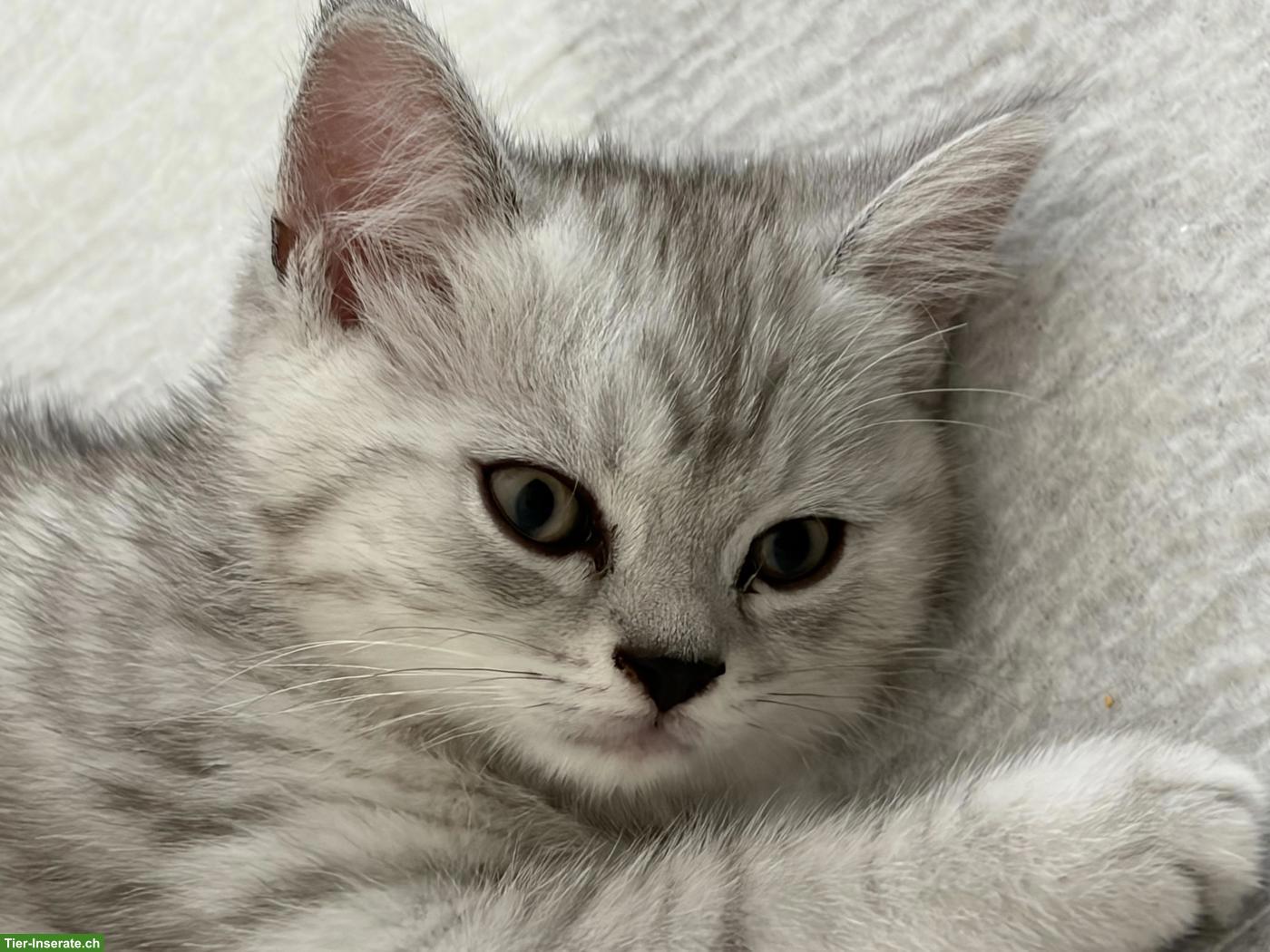 Bild 7: Britisch Kurzhaar Kitten zu verkaufen