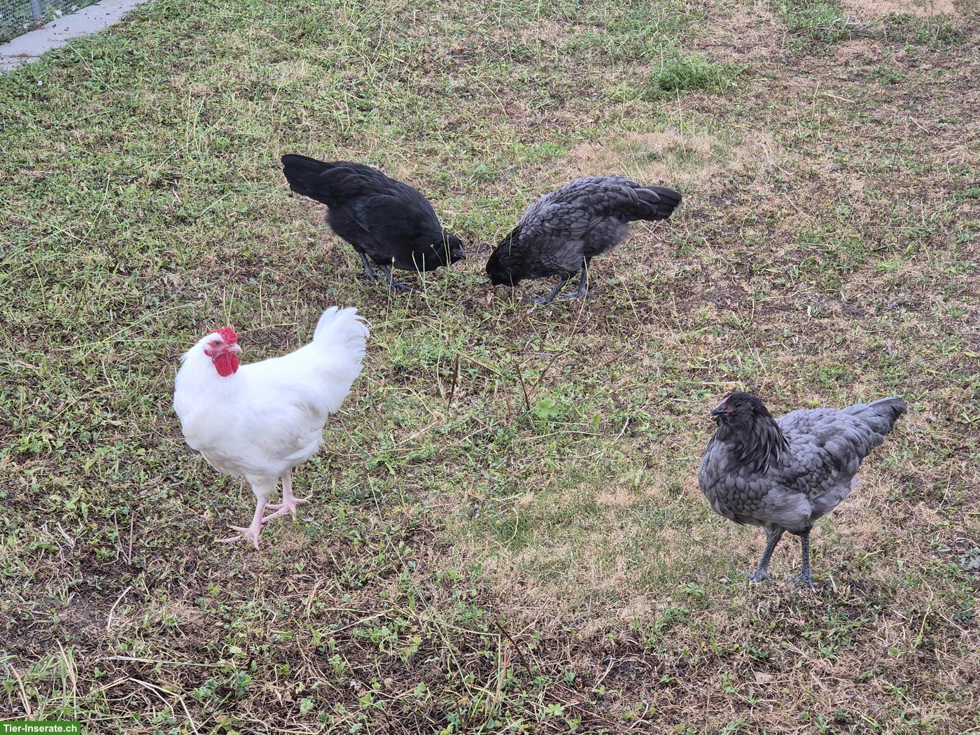 Bild 2: Appenzeller Barthuhn-Hennen mit Schweizerhuhn-Hahn