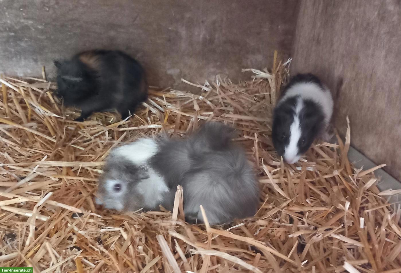 Junge Meerschweinchen Männchen abzugeben