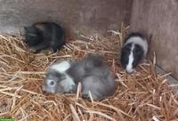 Junge Meerschweinchen Männchen abzugeben