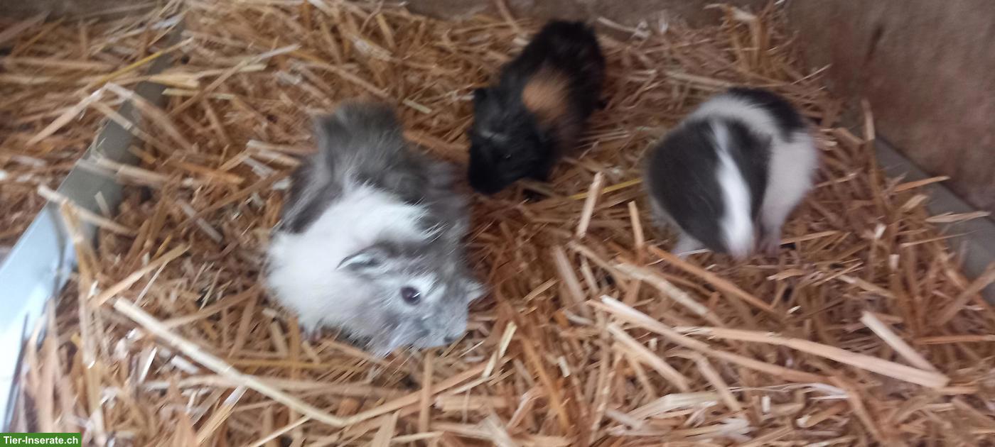 Bild 2: Junge Meerschweinchen Männchen abzugeben