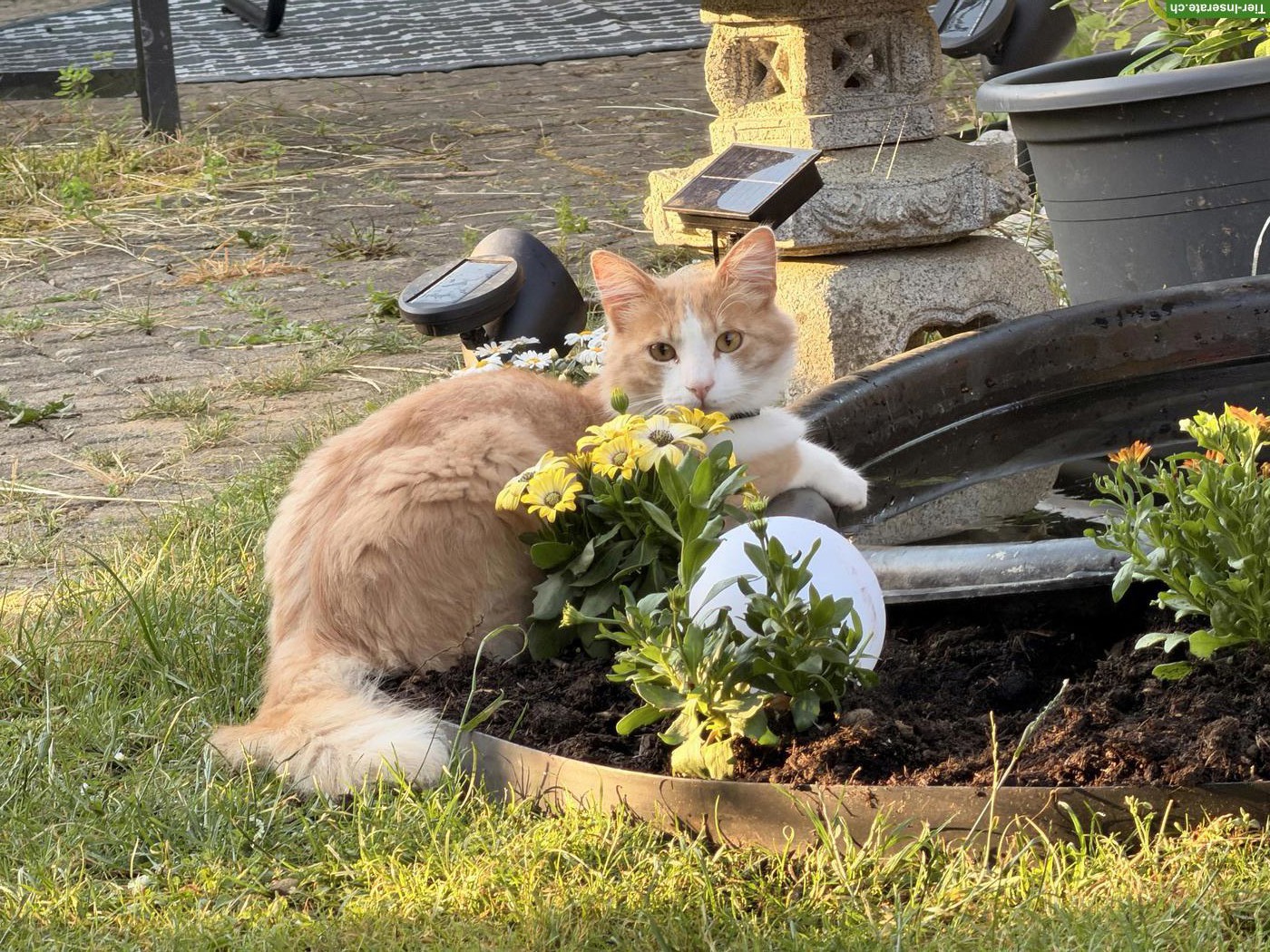 Bild 2: 2 süsse Kater suchen Zuhause mit Freigang