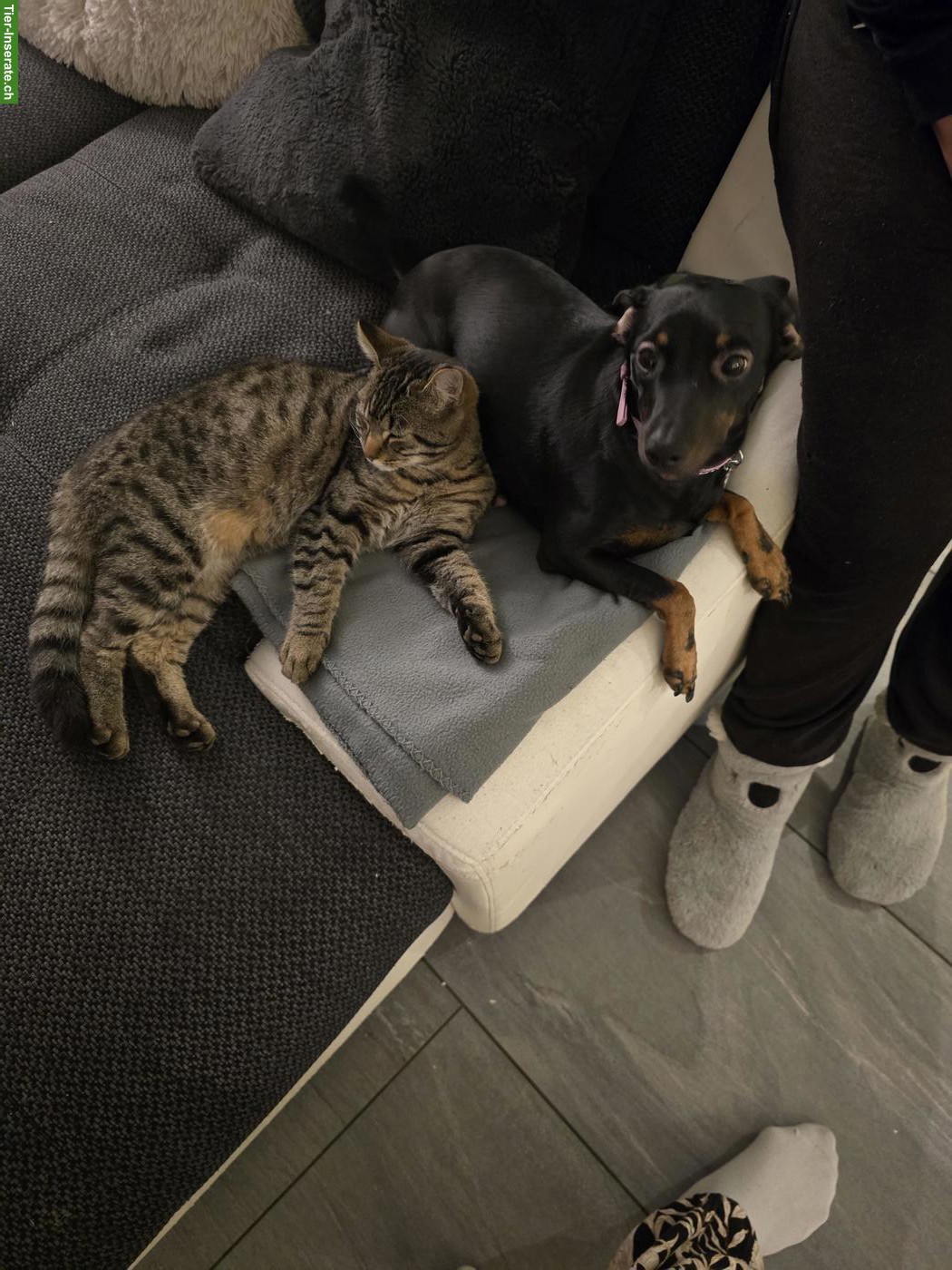 Bild 3: 2 süsse Kater suchen Zuhause mit Freigang