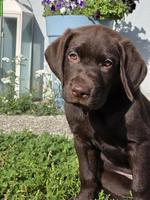 Schokobraune Labrador Welpen, 2 Rüden suchen liebevolles Zuhause
