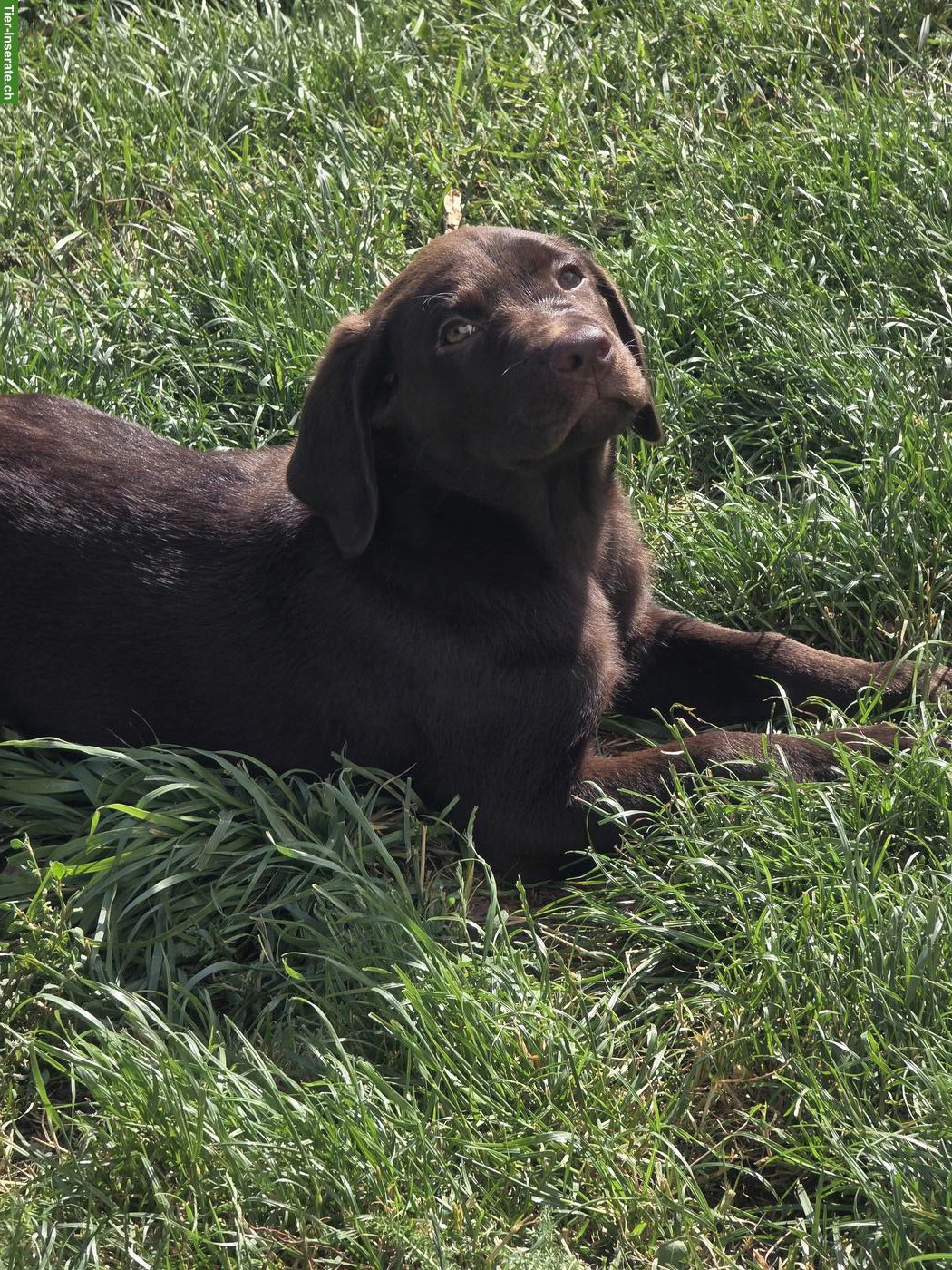 Bild 2: Schokobraune Labrador Welpen, 2 Rüden suchen liebevolles Zuhause