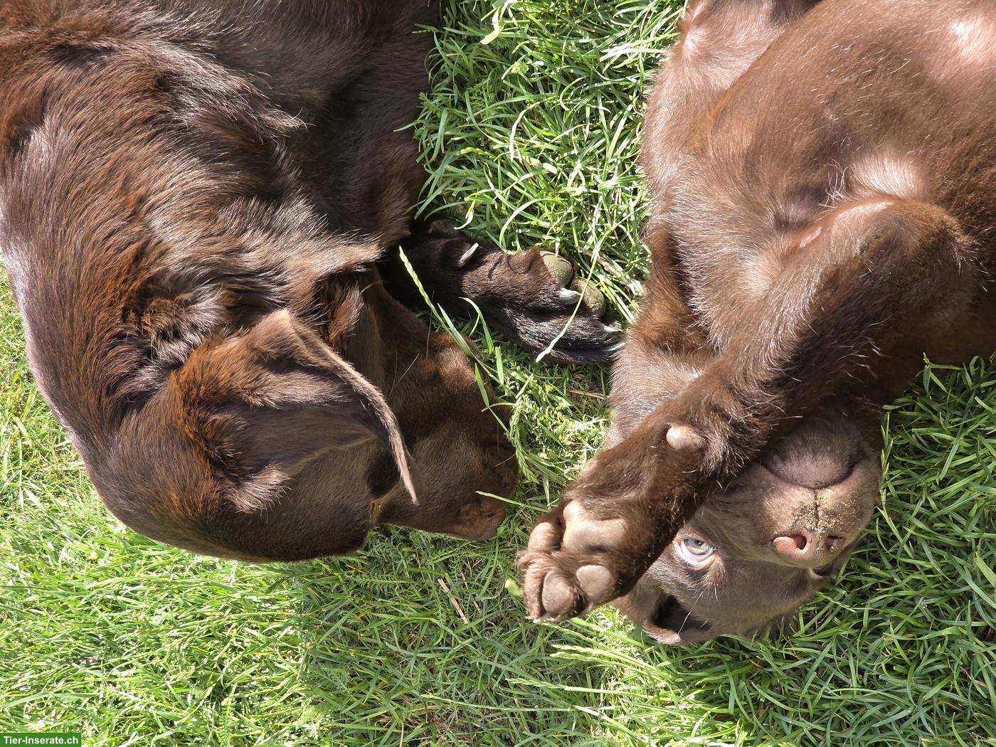 Bild 3: Schokobraune Labrador Welpen, 2 Rüden suchen liebevolles Zuhause