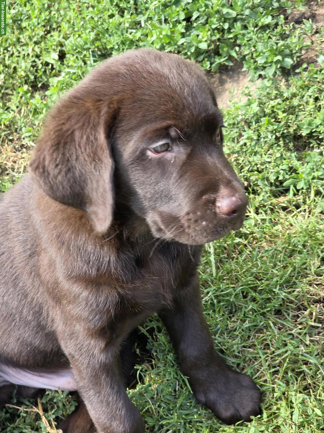 Bild 4: Schokobraune Labrador Welpen, 2 Rüden suchen liebevolles Zuhause
