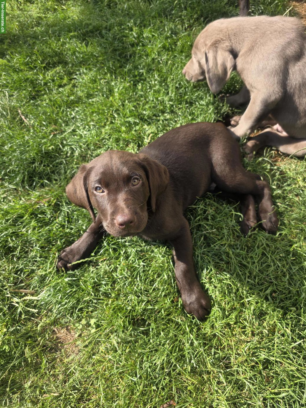 Bild 5: Schokobraune Labrador Welpen, 2 Rüden suchen liebevolles Zuhause