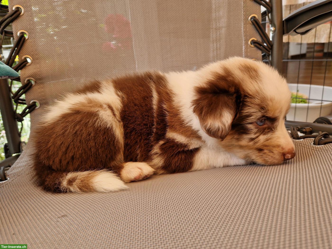 Australian Shepherd Welpen zu verkaufen