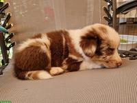 Australian Shepherd Welpen zu verkaufen
