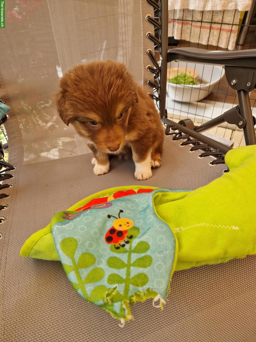 Bild 2: Australian Shepherd Welpen zu verkaufen