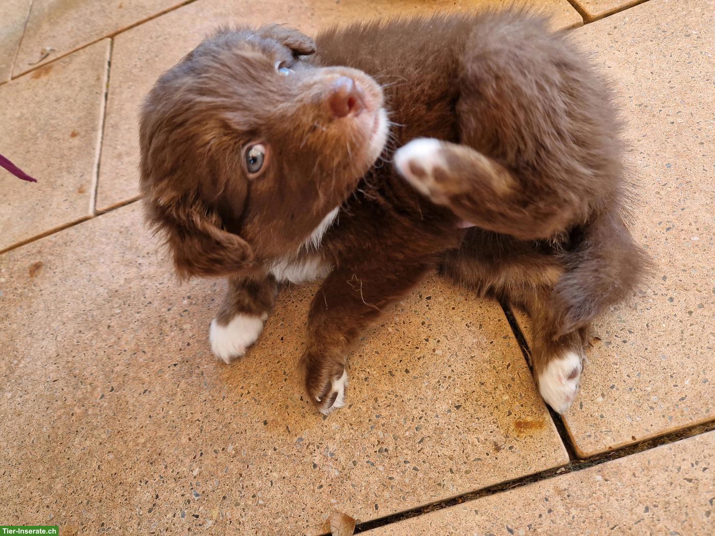 Bild 3: Australian Shepherd Welpen zu verkaufen