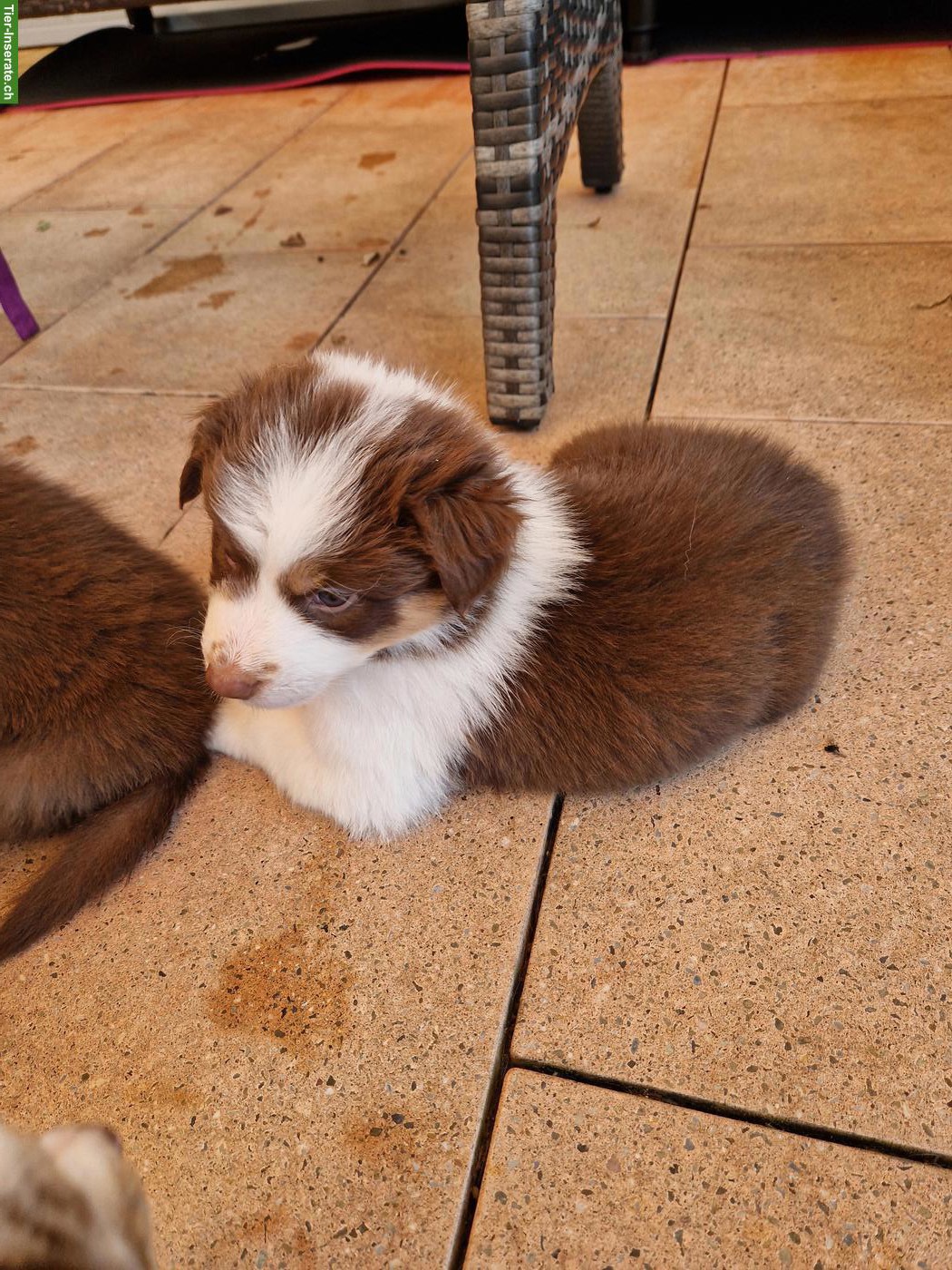 Bild 4: Australian Shepherd Welpen zu verkaufen