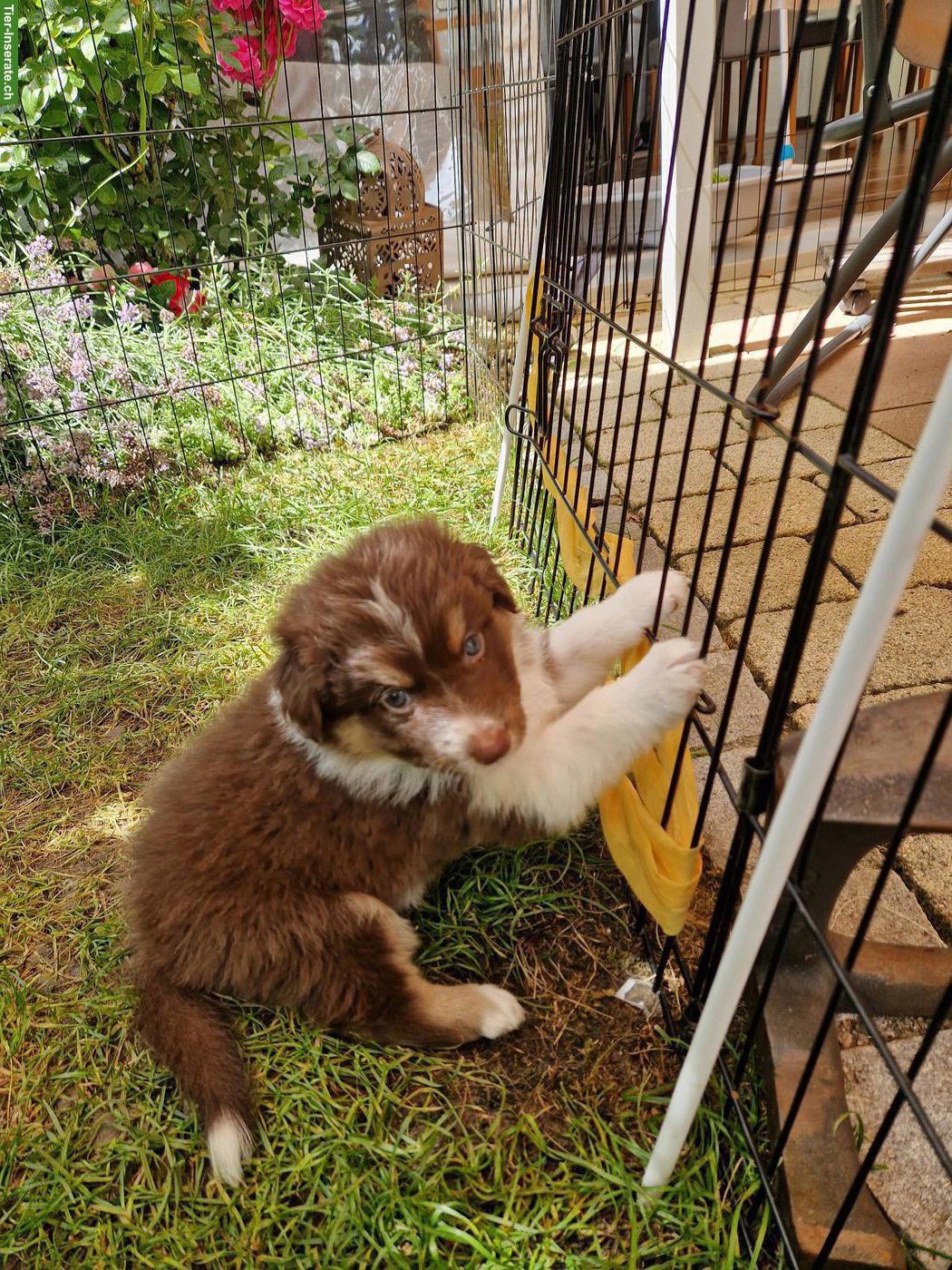 Bild 5: Australian Shepherd Welpen zu verkaufen