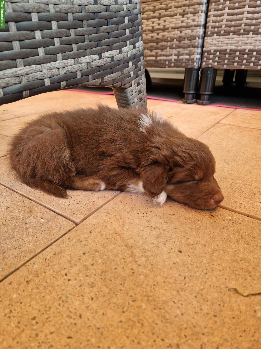 Bild 6: Australian Shepherd Welpen zu verkaufen