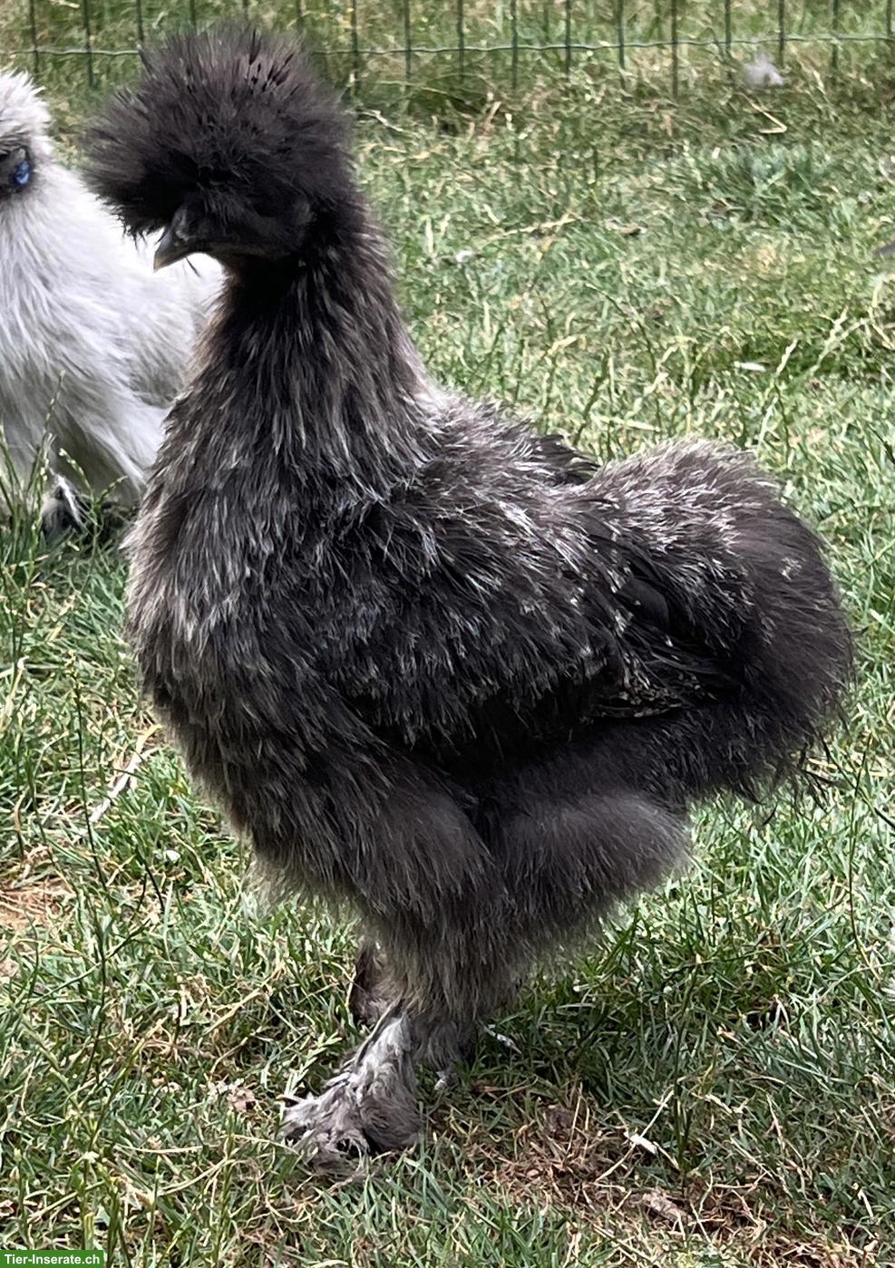 Seidenhühner silberwildfarbig zu verkaufen