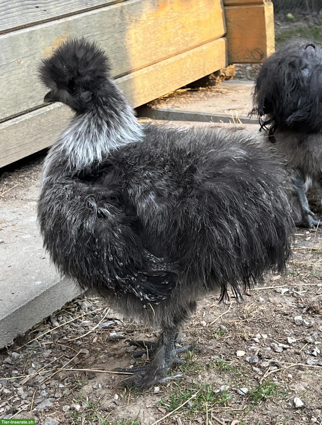 Bild 2: Seidenhühner silberwildfarbig zu verkaufen