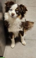 Mini Aussie / Toy Aussie Hündin, 1-jährig zu verkaufen