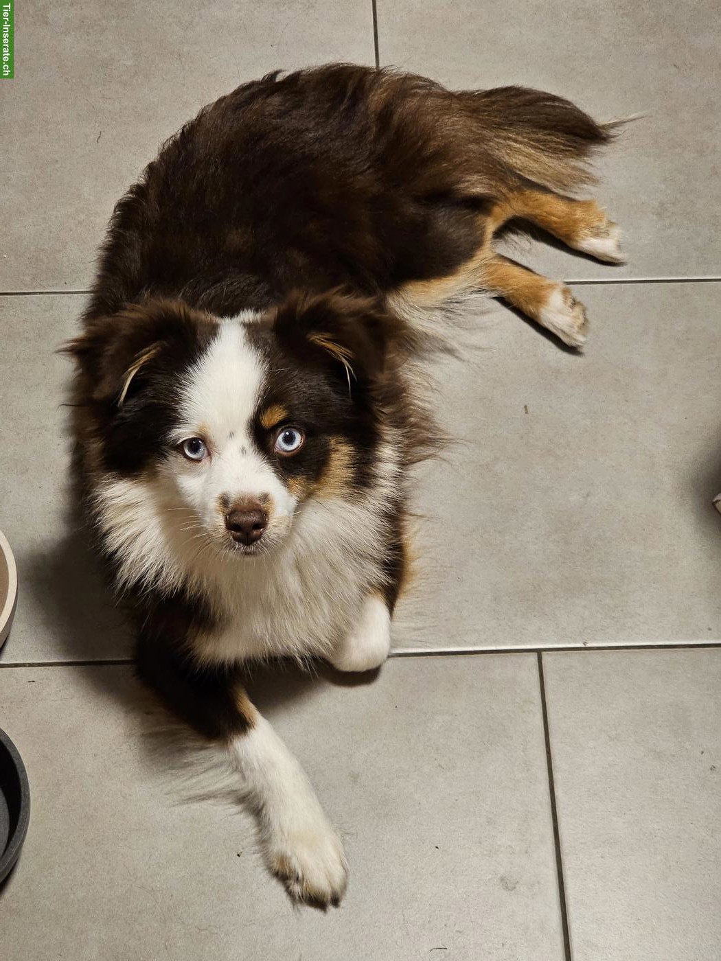 Bild 2: Mini Aussie / Toy Aussie Hündin, 1-jährig zu verkaufen