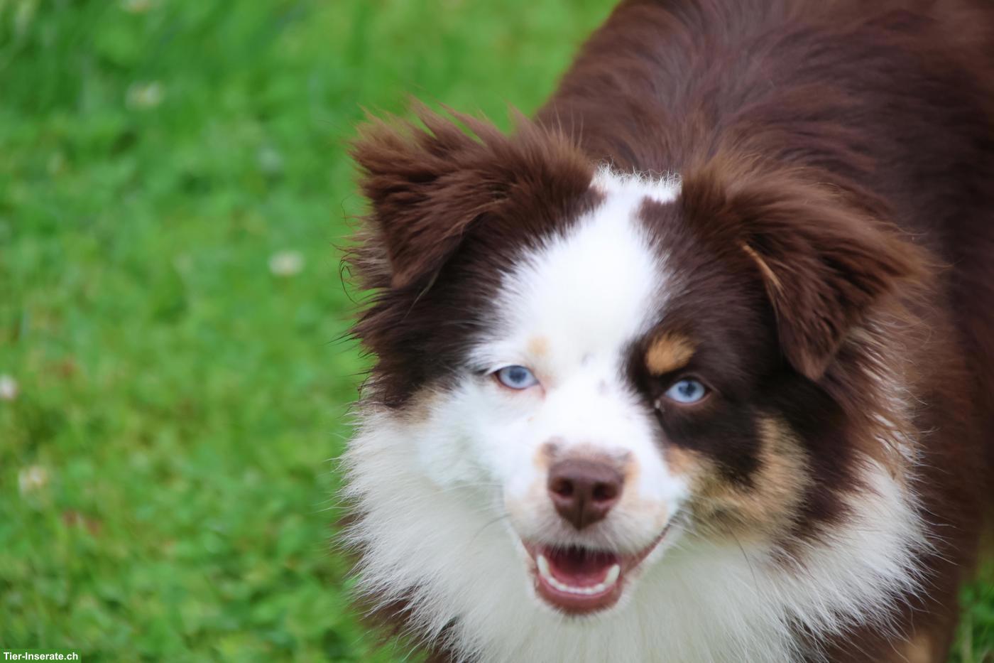 Bild 3: Mini Aussie / Toy Aussie Hündin, 1-jährig zu verkaufen