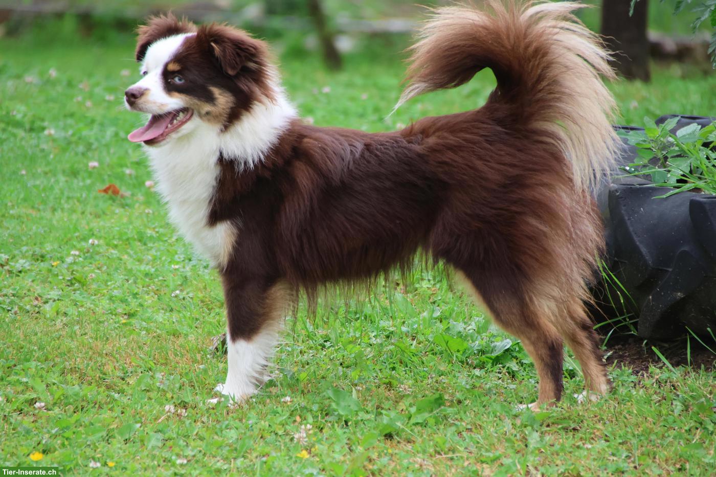 Bild 4: Mini Aussie / Toy Aussie Hündin, 1-jährig zu verkaufen