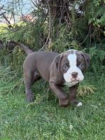 American Bulldog Welpen
