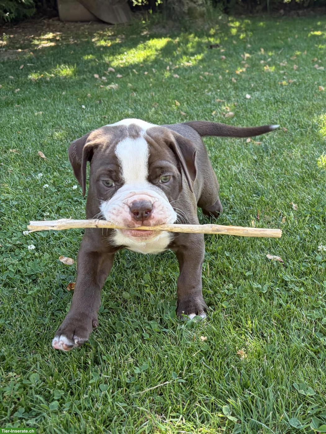 Bild 2: American Bulldog Welpen