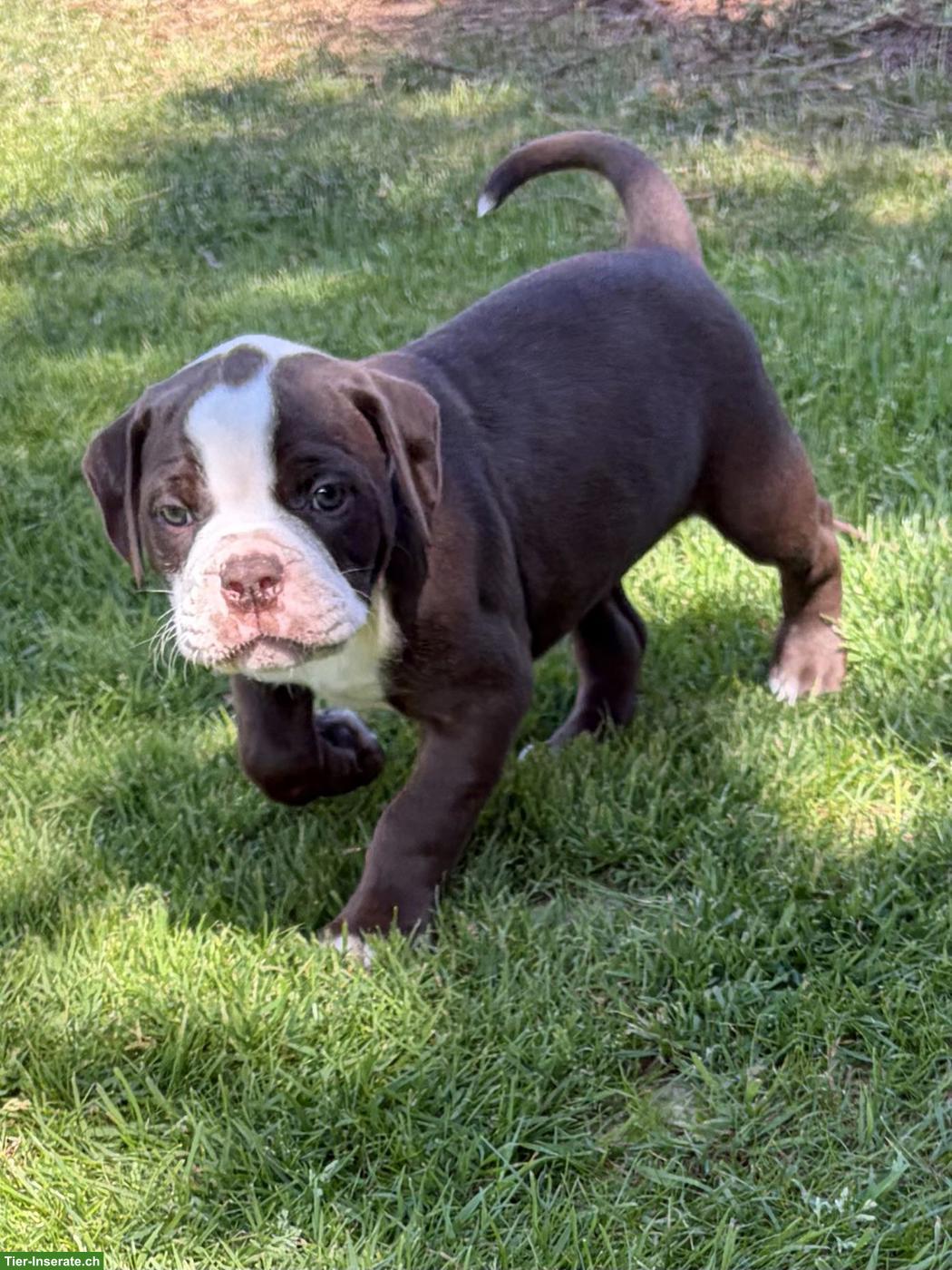 Bild 3: American Bulldog Welpen