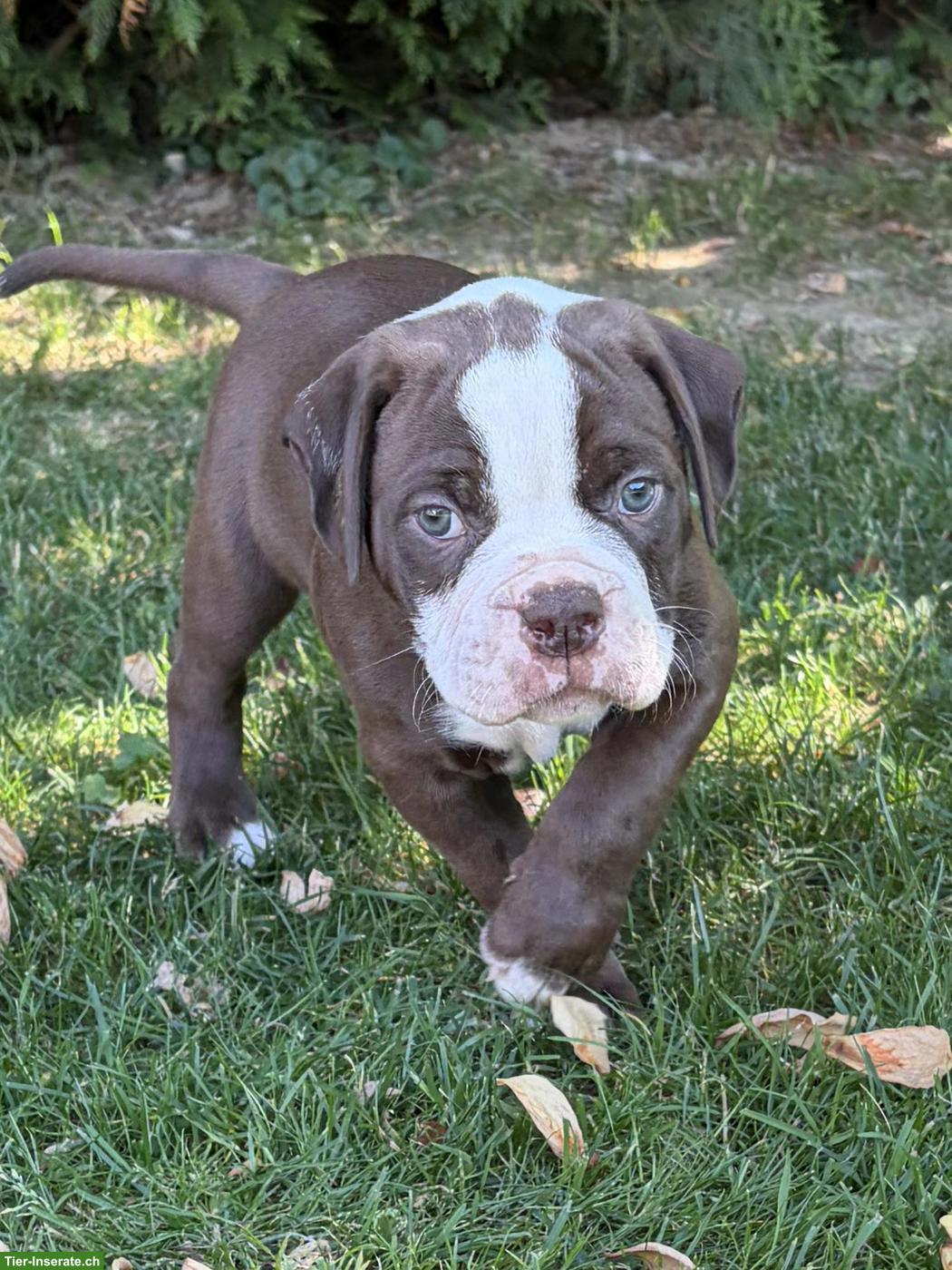 Bild 4: American Bulldog Welpen