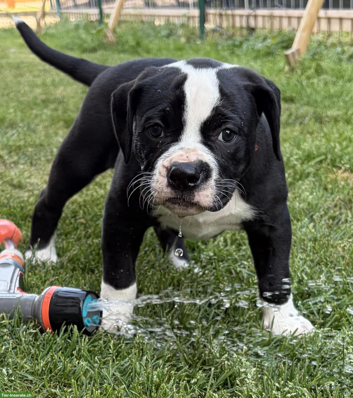 Bild 5: American Bulldog Welpen