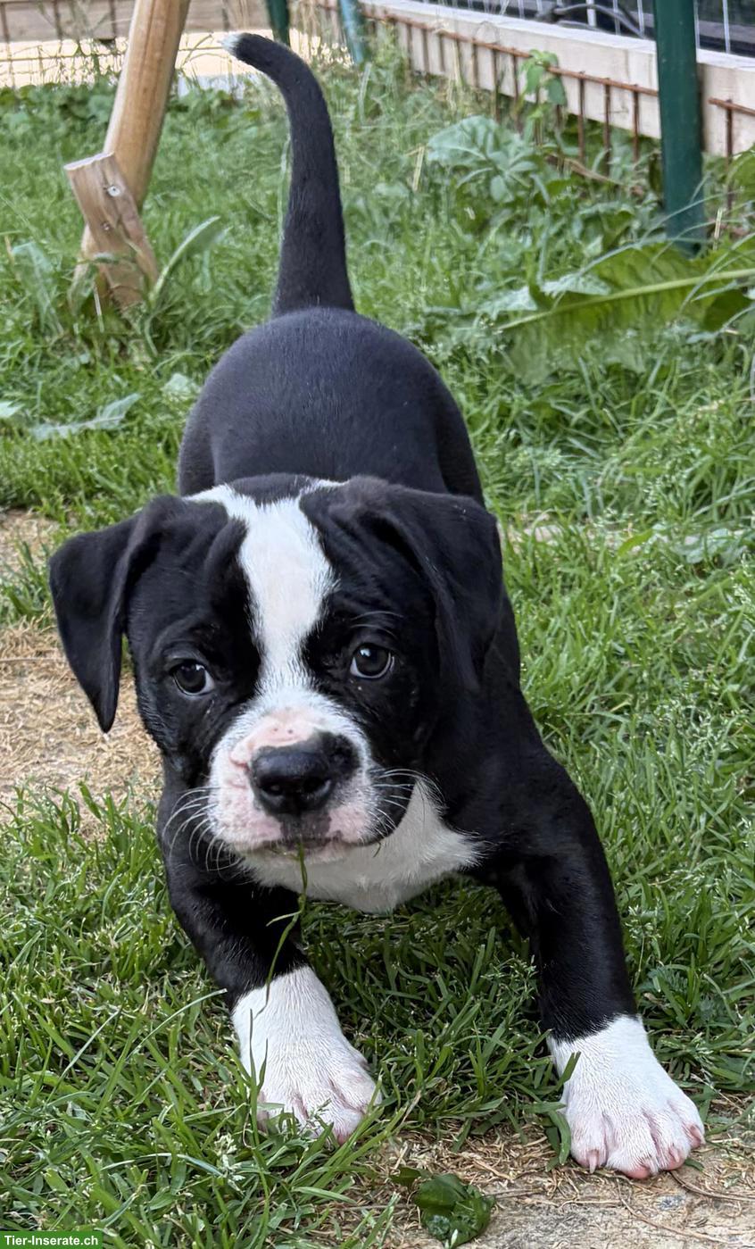 Bild 6: American Bulldog Welpen