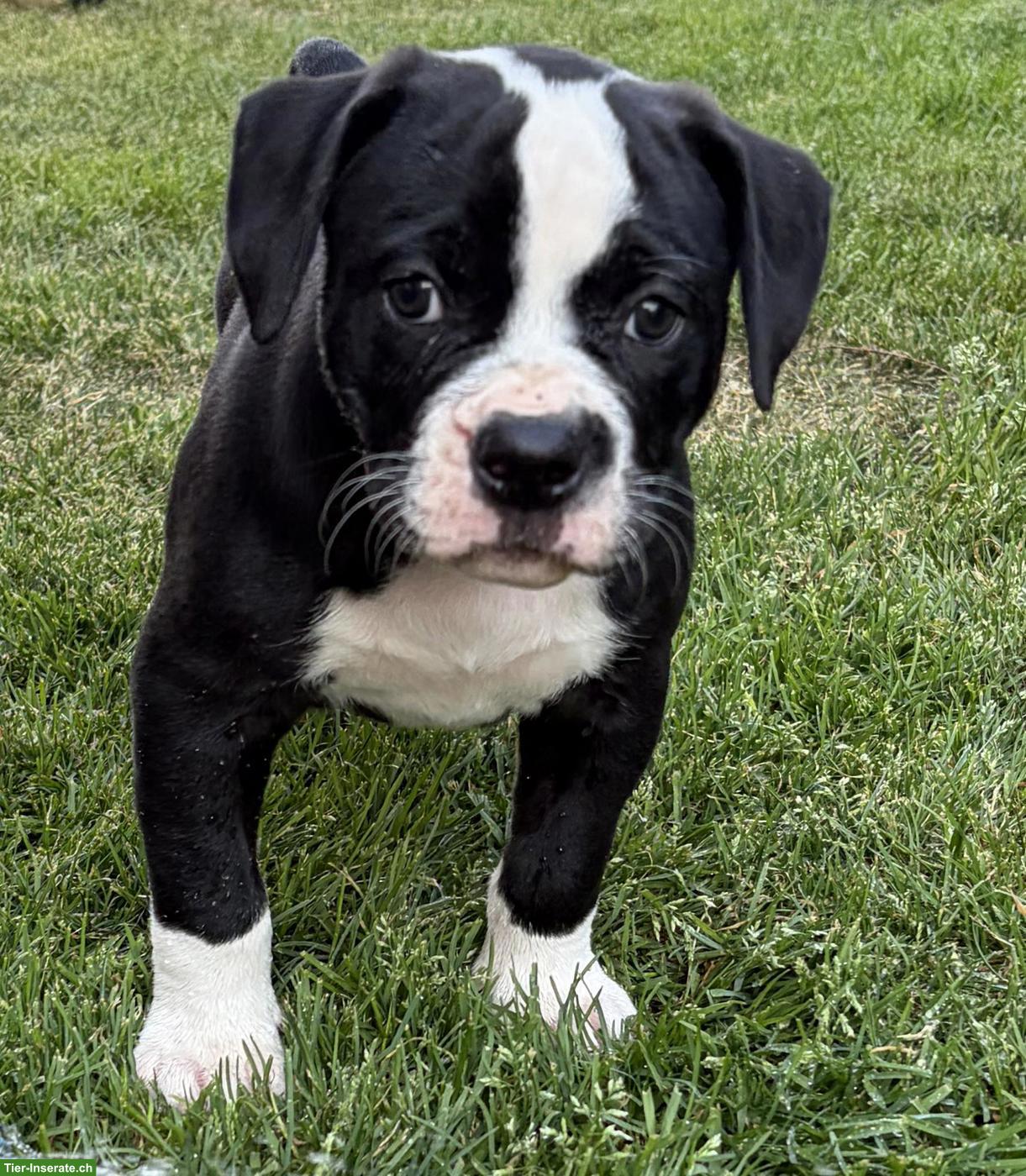 Bild 7: American Bulldog Welpen
