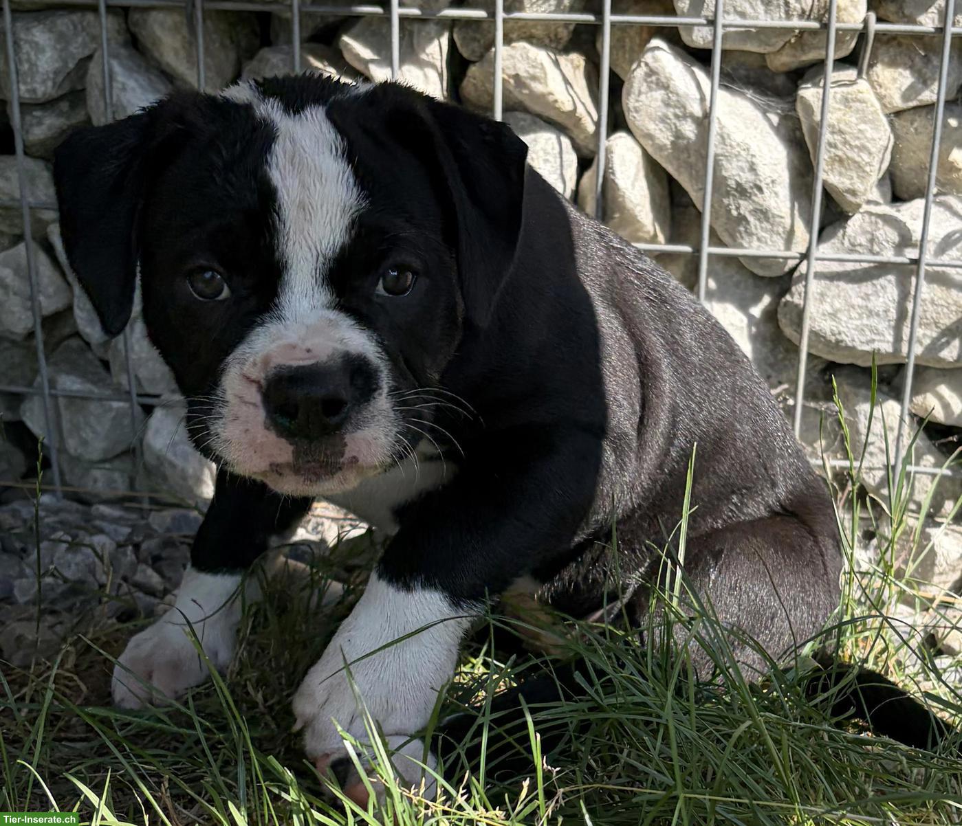 Bild 8: American Bulldog Welpen