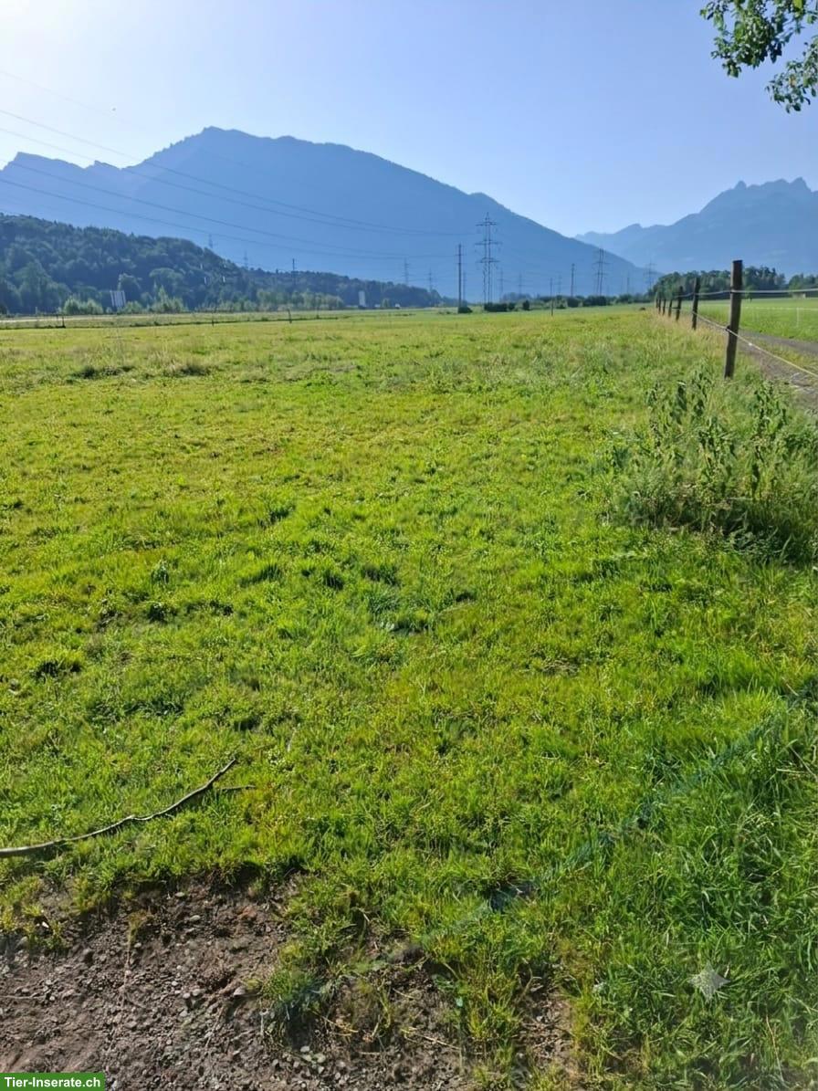 Bild 6: Offenstall Platz frei für 1-2 Wallache, Benken SG im Linthgebiet