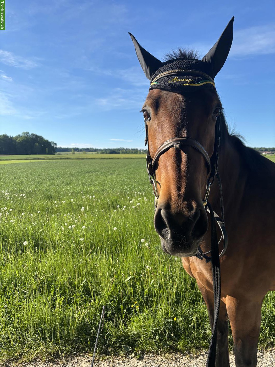 14-jährige Stute ans Futter