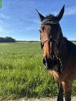 14-jährige Stute ans Futter