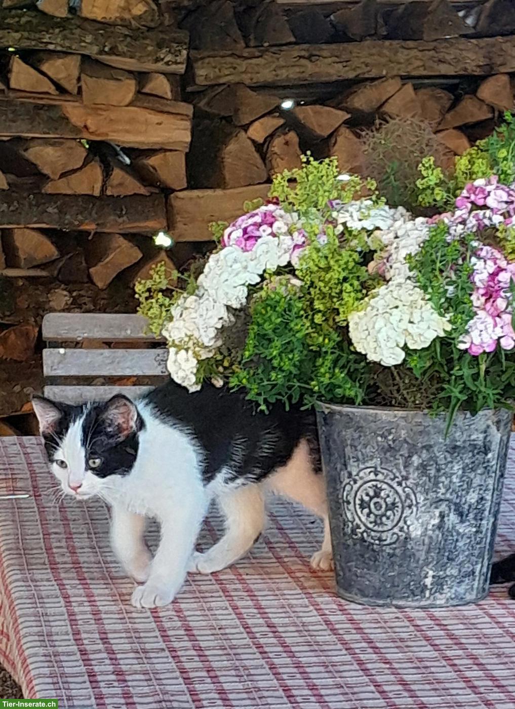 Bild 3: Junge, zahme Bauernhof Kätzchen zu verkaufen
